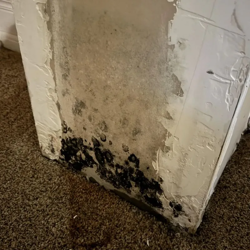 Professional Mold Removal in Newport, KY